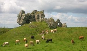 Clonmacnoise_castle_and_cattle